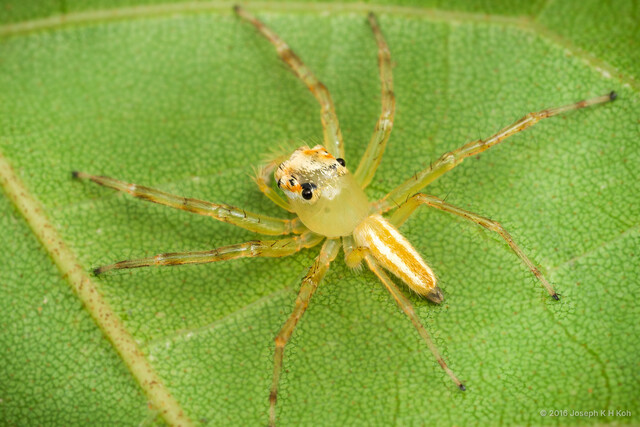 Epeus sp. "Stout-legged"•&copy; Joseph K H Koh•All Rights Reserved♂, Adult, Habitus, Dorsal