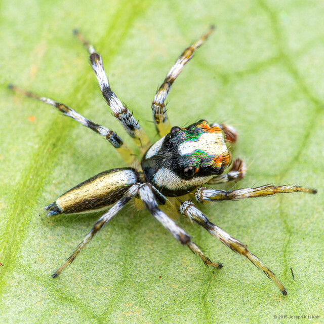 Epeus sp. "Tuning Fork"•&copy; Joseph K H Koh•All Rights Reserved♂, Adult, Habitus, Dorsal