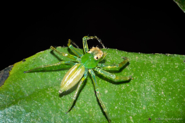 Epeus sp. "Ubin"•&copy; Joseph K H Koh•All Rights Reserved♀, Adult, Habitus, Dorsal