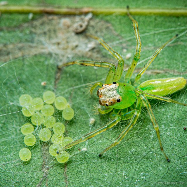 Epeus sp. "Wide Atrium"•&copy; Joseph K H Koh•All Rights Reserved♀, Adult, Habitus, Dorsal, Egg(s)/Egg Sac(s)