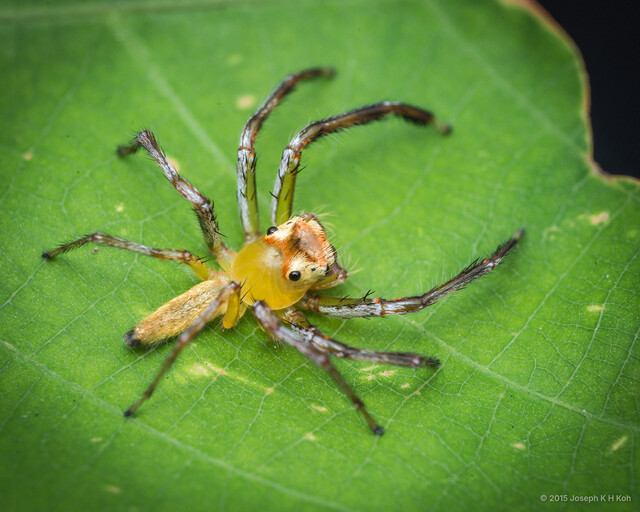 Epeus furcatus•&copy; Joseph K H Koh•All Rights Reserved♂, Adult, Habitus, Dorsal