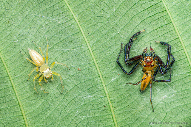 Epeus sumatranus•&copy; Chris Ang•All Rights Reserved♂, Adult, Habitus, Dorsal