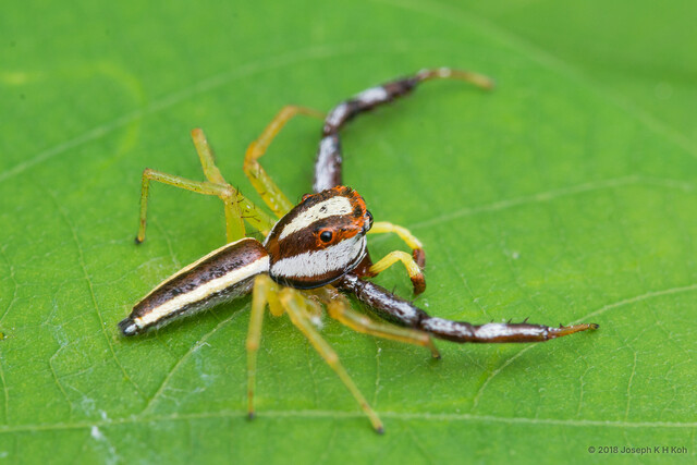 Epocilla calcarata•&copy; Joseph K H Koh•All Rights Reserved♂, Adult, Habitus, Dorsal