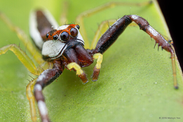 Epocilla praetextata•&copy; Melvyn Yeo•All Rights Reserved♂, Adult, Habitus, Anterior