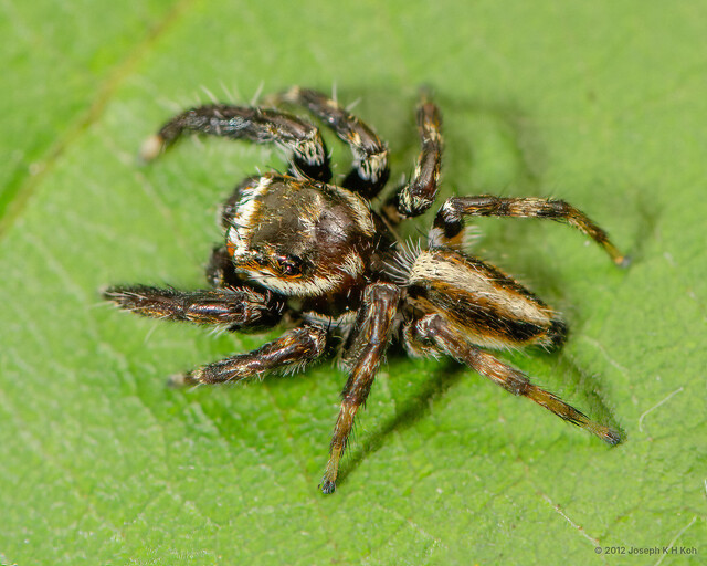 "Evarcha" flavocincta•&copy; Joseph K H Koh•All Rights Reserved♂, Adult, Habitus, Dorsal