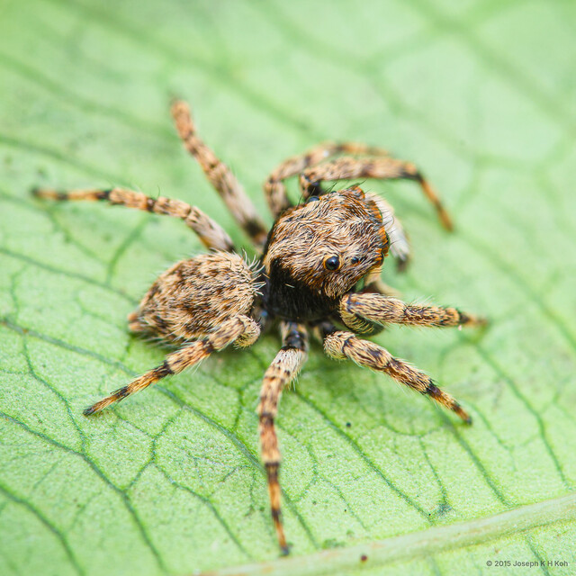 Gedea tibialis•&copy; Joseph K H Koh•All Rights Reserved♂, Adult, Habitus, Dorsal