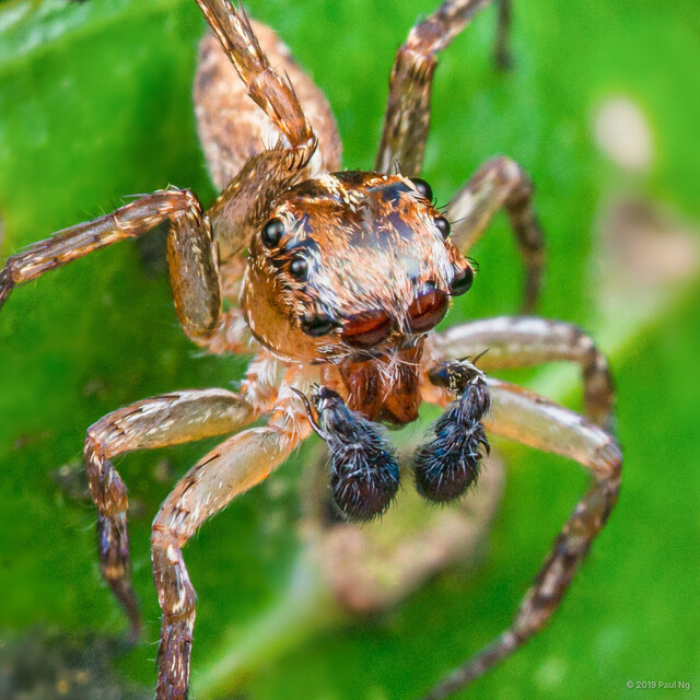 Gelotia syringopalpis•&copy; Paul Ng•All Rights Reserved♂, Adult, Habitus, Dorsal, Eyes