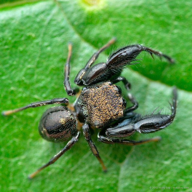 Harmochirus brachiatus•&copy; Nicky Bay•All Rights Reserved♂, Adult, Habitus, Dorsal