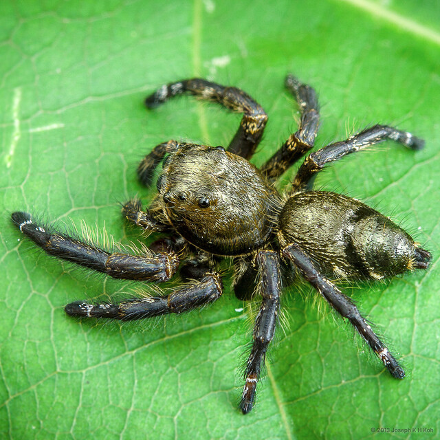 Hyllus diardi•&copy; Joseph K H Koh•All Rights Reserved♂, Adult, Habitus, Dorsal