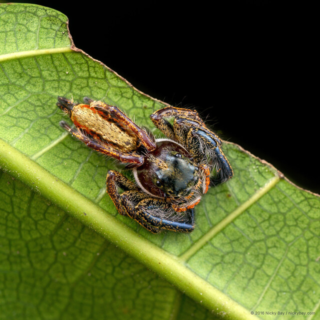 Hyllus keratodes•&copy; Nicky Bay•All Rights Reserved♀, Adult, Habitus, Dorsal