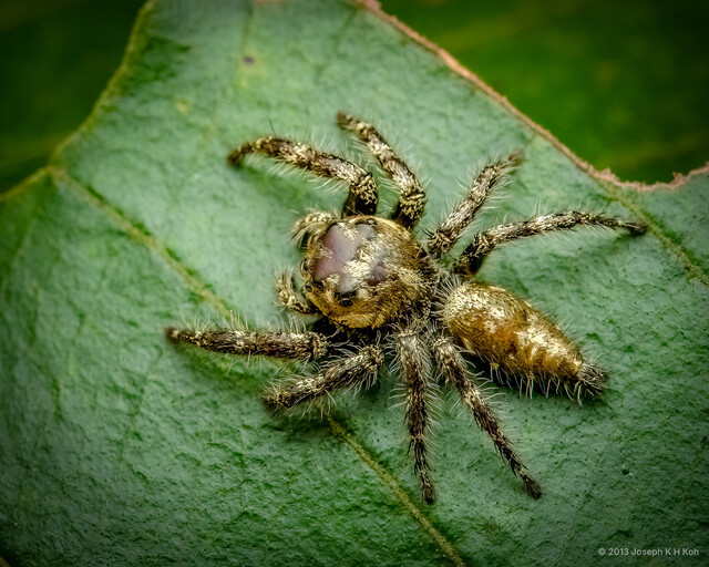 Hyllus semicupreus•&copy; Joseph K H Koh•All Rights Reserved♂, Adult, Habitus, Dorsal