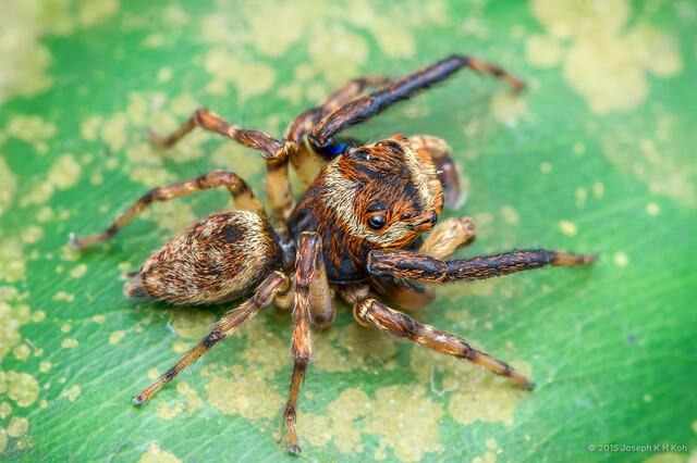 Idastrandia orientalis•&copy; Joseph K H Koh•All Rights Reserved♂, Adult, Habitus, Dorsal