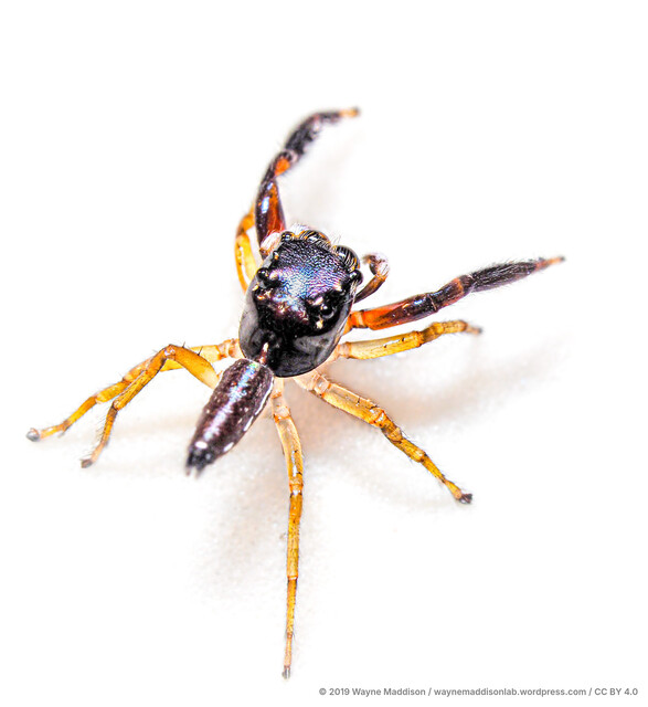 Indopadilla sp. "Black Glossy"•&copy; Wayne Maddison•CC BY 4.0♂, Adult, Habitus, Dorsal