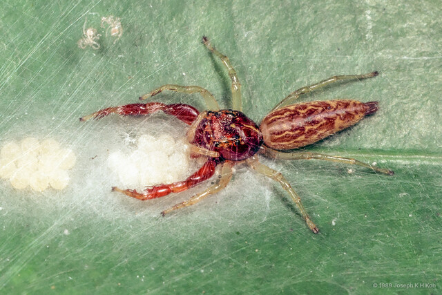 Indopadilla sp. "Peanut Butter"•&copy; Joseph K H Koh•All Rights Reserved♀, Adult, Habitus, Dorsal, Egg(s)/Egg Sac(s)