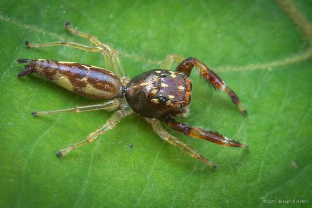 Indopadilla nesinor•&copy; Joseph K H Koh•All Rights Reserved♀, Adult, Habitus, Dorsal