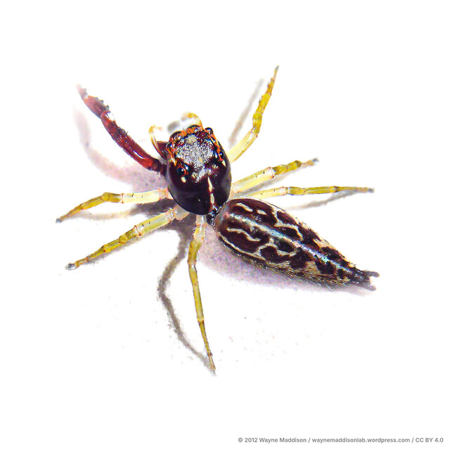 Indopadilla vimedaba•&copy; Wayne Maddison•CC BY 4.0♀, Adult, Habitus, Dorsal