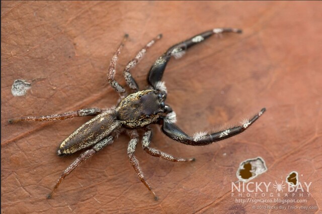 Kelawakaju leucomelas•&copy; Nicky Bay•All Rights Reserved♂, Adult, Habitus, Dorsal