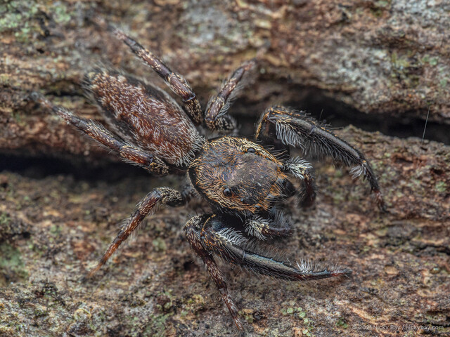 Kelawakaju singapura•&copy; Nicky Bay•All Rights Reserved♂, Adult, Habitus, Dorsal