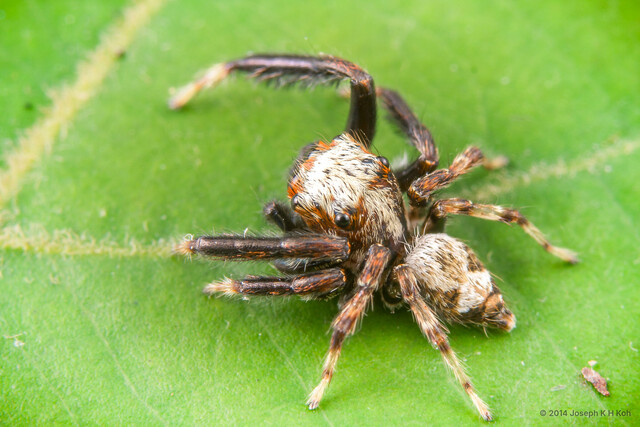 Langerra sp. "Triangular"•&copy; Joseph K H Koh•All Rights Reserved♂, Adult, Habitus, Dorsal