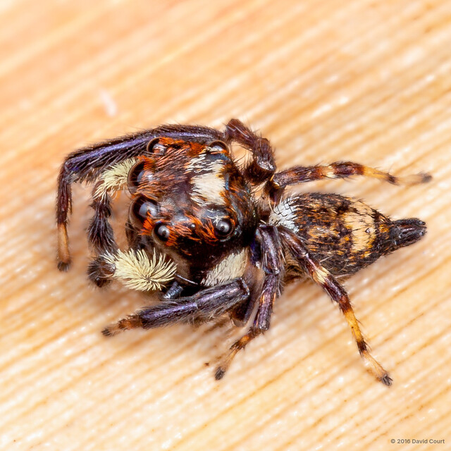 Langerra sp. "White-brushed"•&copy; David Court•All Rights Reserved♂, Adult, Habitus, Dorsal