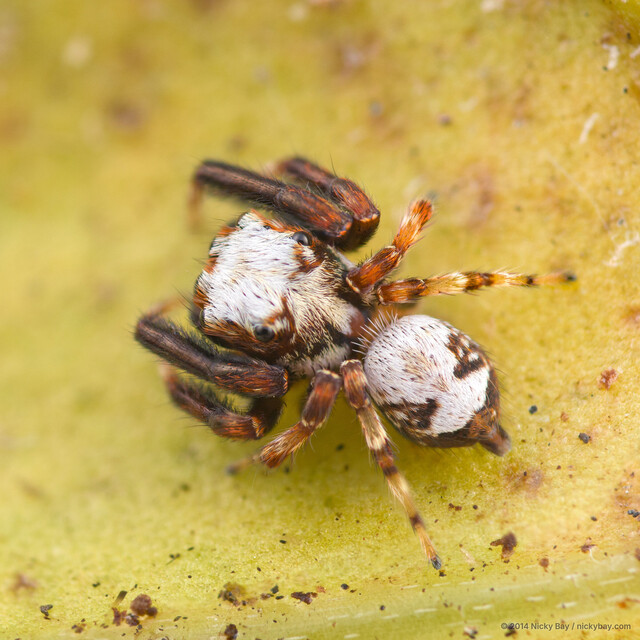 Langerra sp. "White-coated"•&copy; Nicky Bay•All Rights Reserved♂, Adult, Habitus, Dorsal