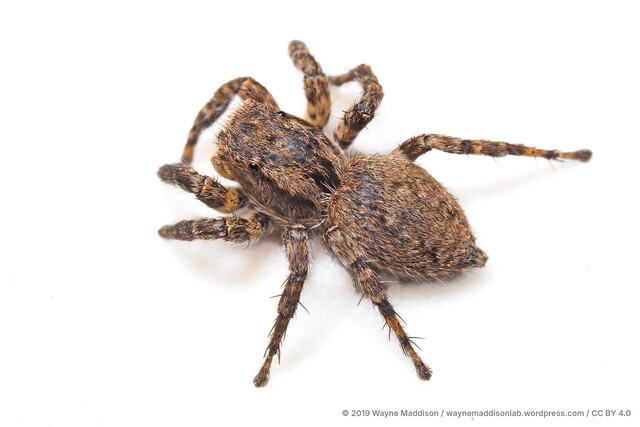 Langona sp. "Hairy"•&copy; Wayne Maddison•CC BY 4.0♀, Adult, Habitus, Dorsal