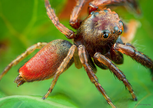 Lepidemathis sp. "Crimson"•&copy; Yongi Ng•All Rights Reserved♂, Adult, Habitus, Dorsal