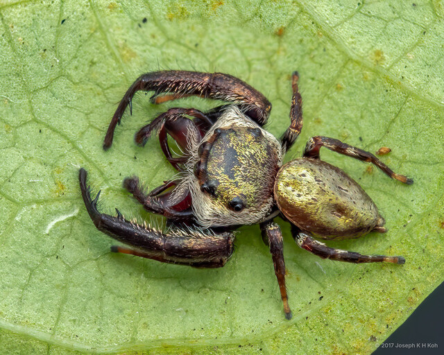 Ligurra latidens•&copy; Joseph K H Koh•All Rights Reserved♂, Adult, Habitus, Dorsal