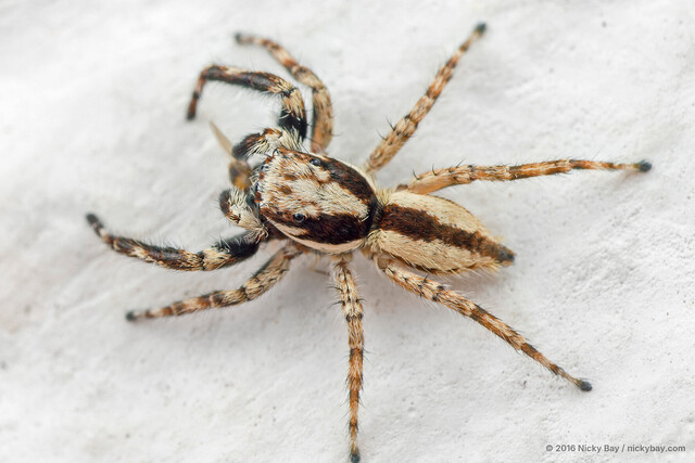 Menemerus bivittatus•&copy; Nicky Bay•All Rights Reserved♂, Adult, Habitus, Dorsal