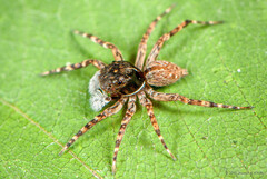 Mintonia sp. "Bearded"