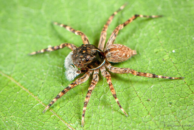 Mintonia sp. "Bearded"•&copy; Joseph K H Koh•All Rights Reserved♂, Adult, Habitus, Dorsal