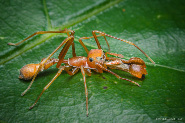 Myrmaplata plataleoides•&copy; Joseph K H Koh•All Rights Reserved♂, Adult, Habitus, Dorsal