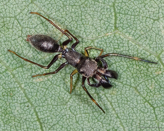 Myrmarachne acromegalis•&copy; Joseph K H Koh•All Rights Reserved♂, Adult, Habitus, Dorsal