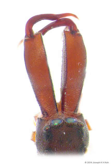 Myrmarachne biseratensis•&copy; Joseph K H Koh•All Rights Reserved♂, Adult, Chelicerae, Dorsal