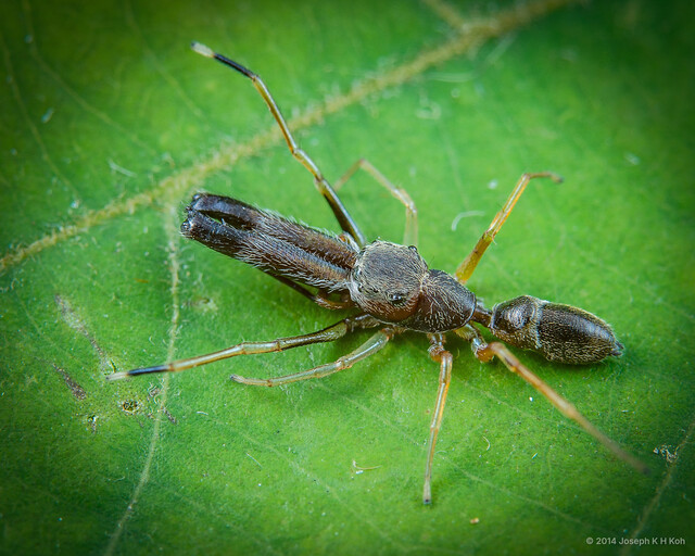 Myrmarachne macrognatha•&copy; Joseph K H Koh•All Rights Reserved♂, Adult, Habitus, Dorsal