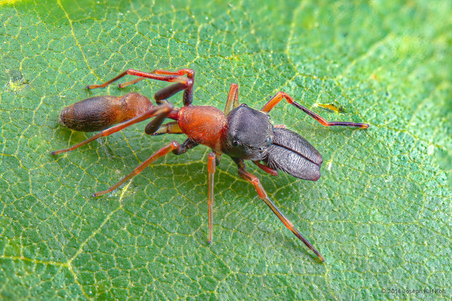 Myrmarachne melanocephala•&copy; Joseph K H Koh•All Rights Reserved♂, Adult, Habitus, Dorsal