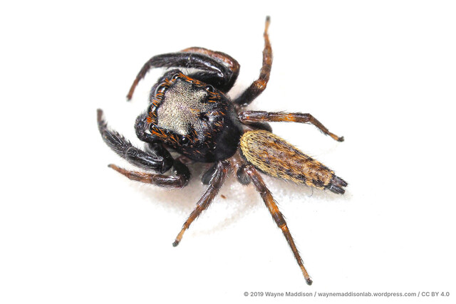Nungia sp. "Glossy False"•&copy; Wayne Maddison•CC BY 4.0♂, Adult, Habitus, Dorsal