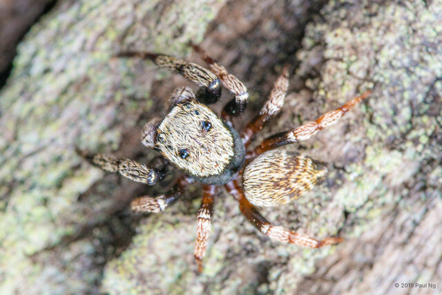 Orcevia sp. "Chevroned"•&copy; Paul Ng•All Rights Reserved♂, Adult, Habitus, Dorsal