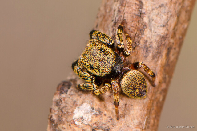 Orcevia sp. "Golden"•&copy; Joseph K H Koh•All Rights Reserved♂, Adult, Habitus, Dorsal