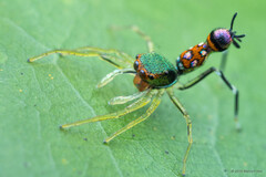 Orsima ichneumon (Simon, 1901)