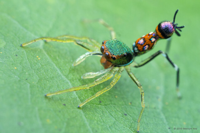Orsima ichneumon•&copy; Melvyn Yeo•All Rights ReservedJuvenile, Habitus, Dorsal