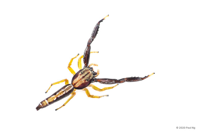 Padillothorax semiostrinus•&copy; Paul Ng•All Rights Reserved♂, Adult, Habitus, Dorsal