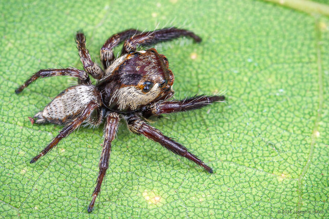 Pancorius sp. "Striped Big-headed"•&copy; Joseph K H Koh•All Rights Reserved♂, Adult, Habitus, Dorsal