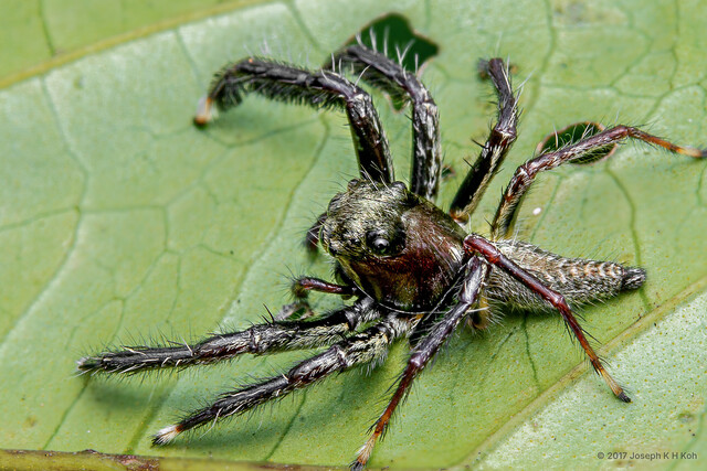 Pancorius magnus•&copy; Joseph K H Koh•All Rights Reserved♂, Adult, Habitus, Dorsal