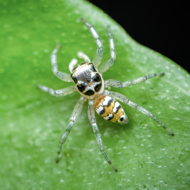 "Phintella" sp. "Black-and-White Banded"•&copy; Joseph K H Koh•All Rights Reserved♀, Adult, Habitus, Dorsal