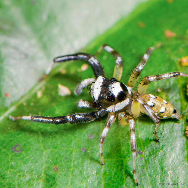 "Phintella" sp. "Excavated Jaw"•&copy; Joseph K H Koh•All Rights Reserved♂, Adult, Habitus, Dorsal