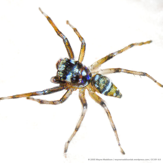 Phintella sp. "Mangrove"•&copy; Wayne Maddison•CC BY 4.0♂, Adult, Habitus, Dorsal