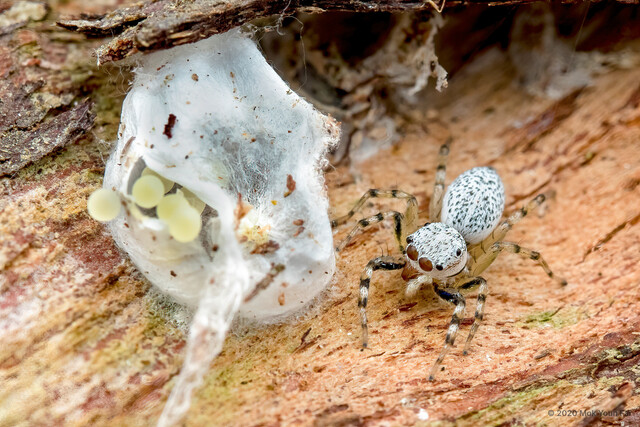 Phintella sp. "Salt-and-pepper"•&copy; Mok Youn Fai•All Rights Reserved♀, Adult, Habitus, Dorsal, Egg(s)/Egg Sac(s)