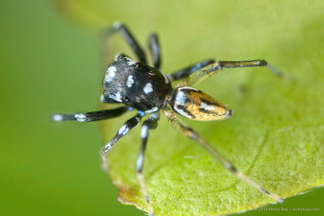 Phintella bifurcilinea•&copy; Nicky Bay•All Rights Reserved♂, Adult, Habitus, Dorsal