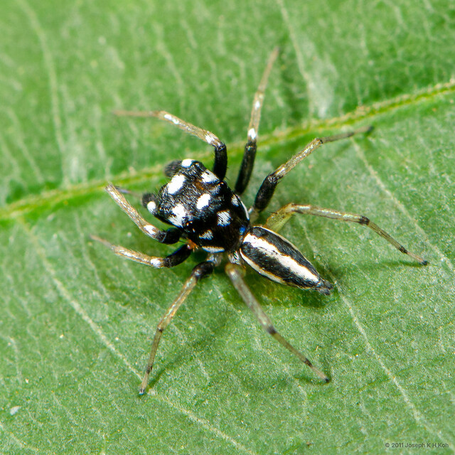 Phintella debilis•&copy; Joseph K H Koh•All Rights Reserved♂, Adult, Habitus, Dorsal